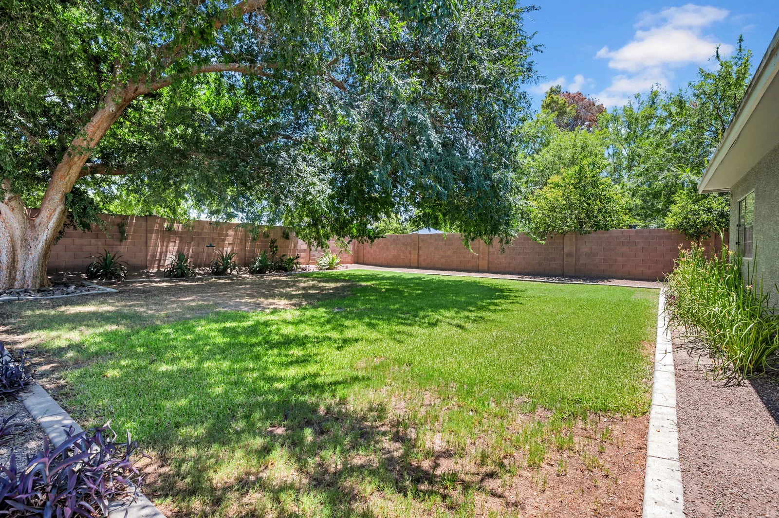 Deep green irrigated back lawn under a big shade tree.